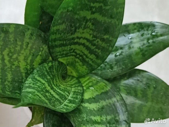 Сансевиерия ханни