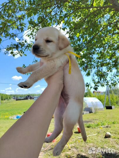 Щенки лабрадора