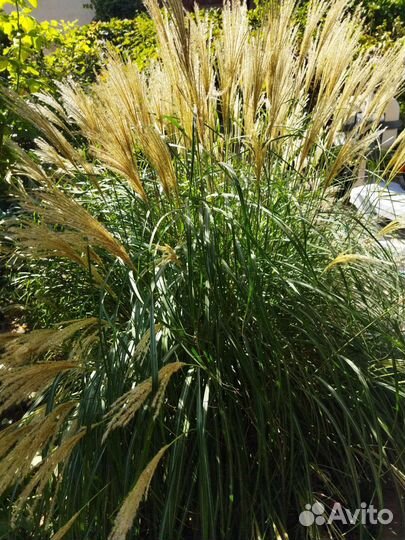 Помпасная трава, Мискантус. Дикий виноград