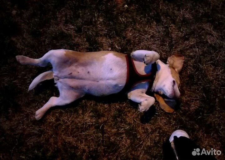 Выгул собак