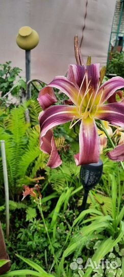 Продам лилейники