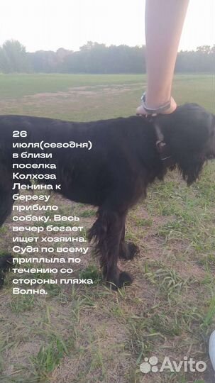 Найдена собака