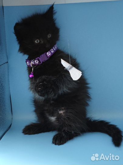 Котята мейн-кун полидакт