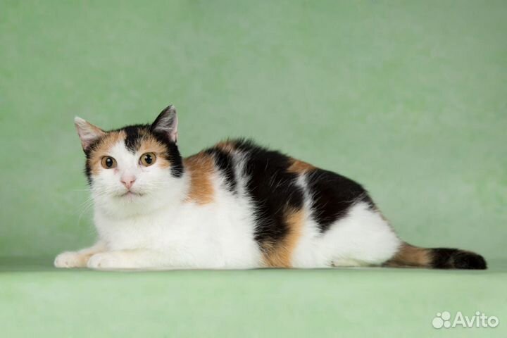 Трехцветная кошка в добрые руки