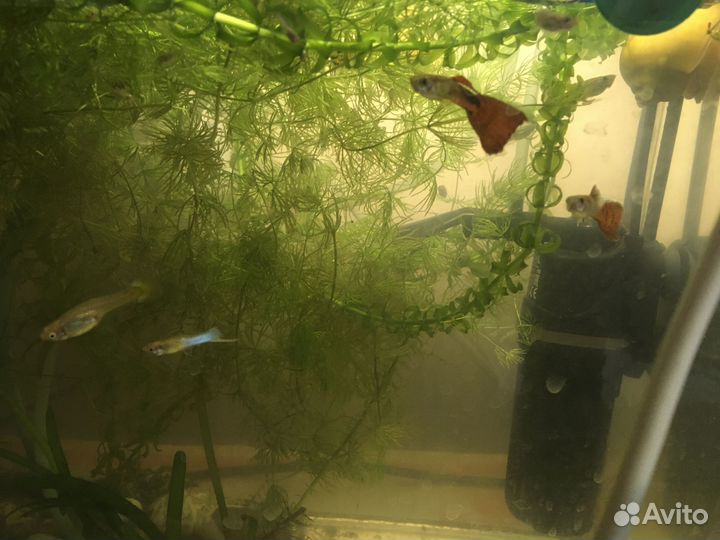 Мальки гуппи обыкновенные