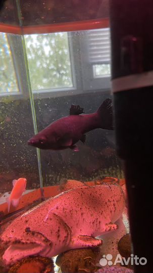 Аквариумные рыбки отдам бесплатно