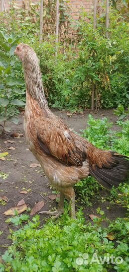 Бойцовых петух