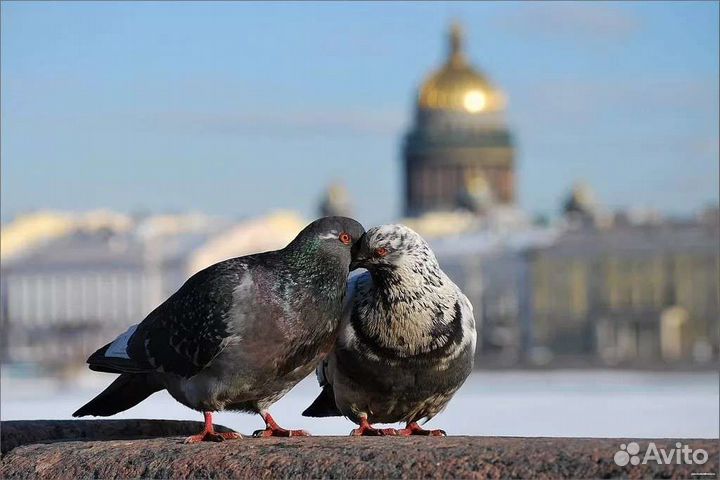 Тур в санкт-петербург