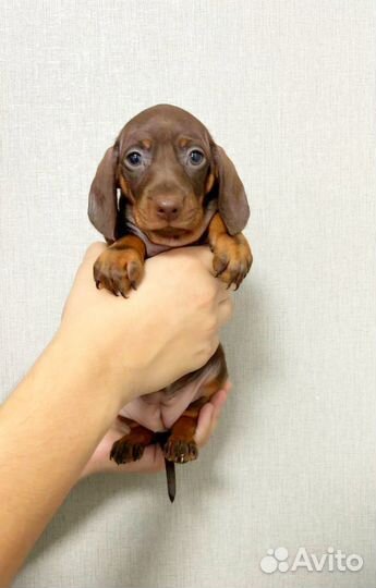 Щенок таксы