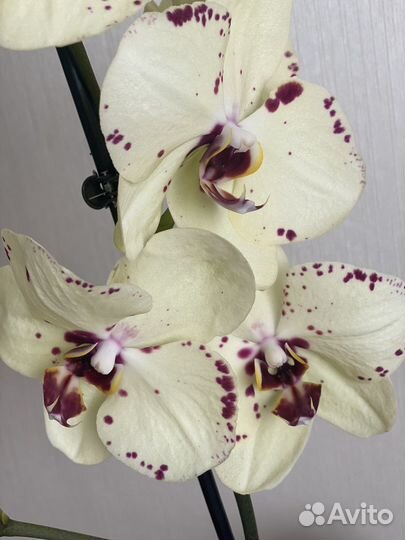 Фаленопсис