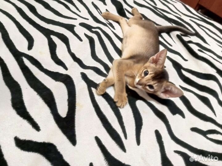 Абиссинский котёнок