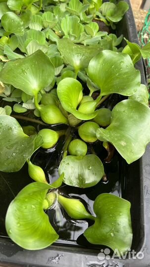 Водные растения для пруда