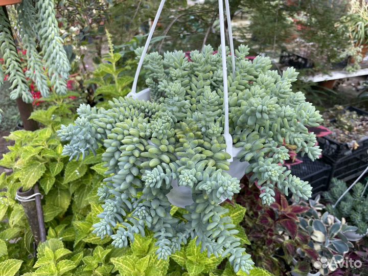 Суккуленты, очиток