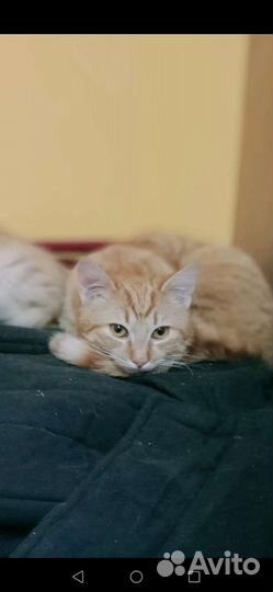 Котик в добрые руки