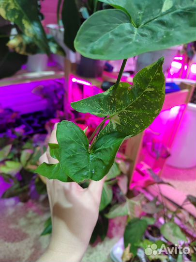 Сингониумы сортовые