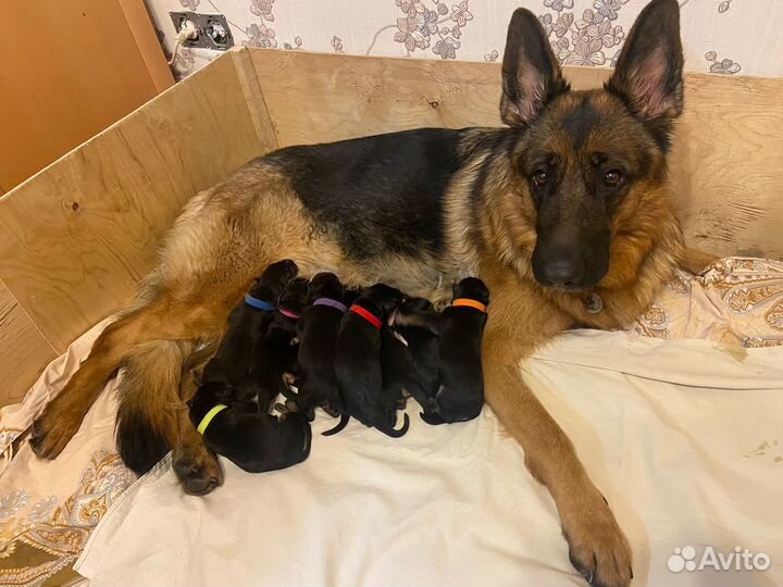 Щенки немецкой овчарки