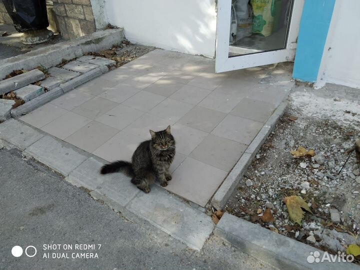 Кот читающий мысли