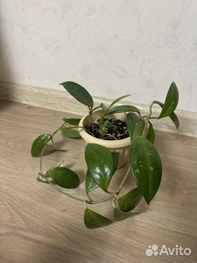 Хойя карноза