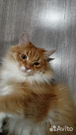 Кот в добрые руки