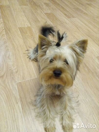 Передержка