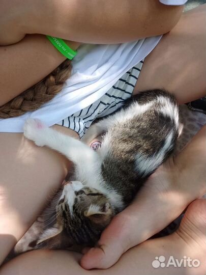 Отдаю 2-ое котят бесплатно