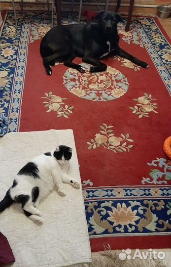 Кошечка Василиса