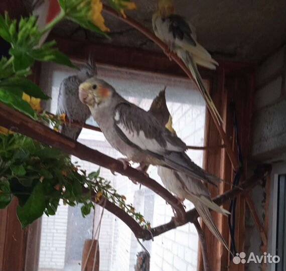 Молодые кореллы