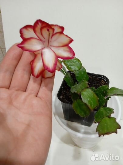 Декабрист сортовой- Samba Brazil