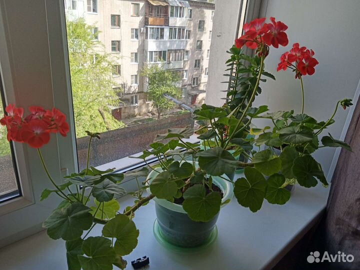 Герань красная