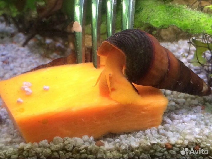 Тиломелания улитка