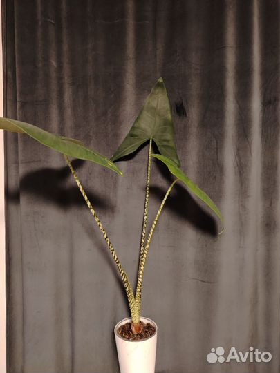 Алоказия Зебрина