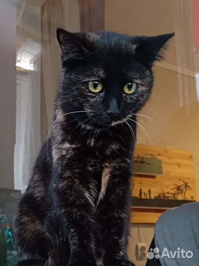 Кошка Маруся