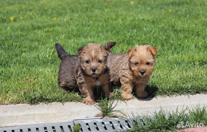 Щенки норвич-терьера из племенного питомника
