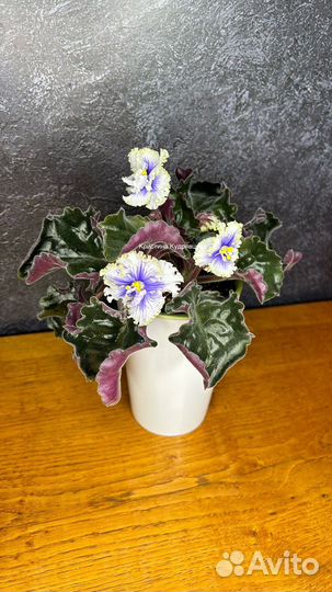 Сортовые фиалки детки