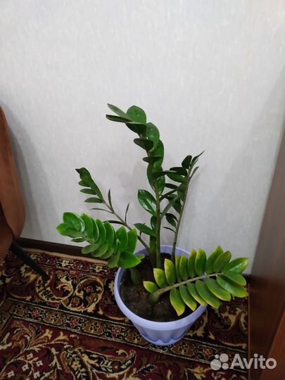 Замиокулькас