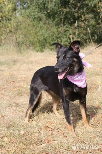 Собака в добрые руки отдам бесплатно