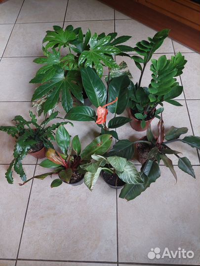 Антуриум, Фатсия, Замиокулькас, Филодендрон и тд