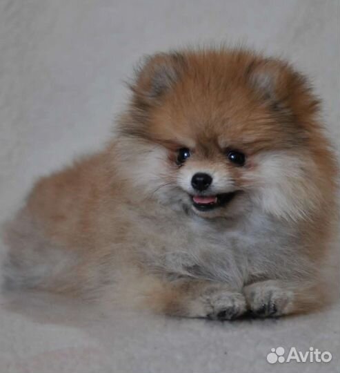 Щенки немецкого шпица