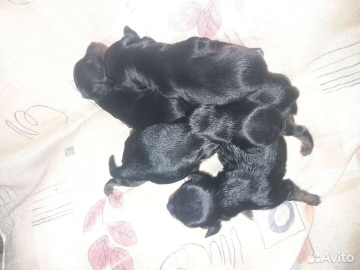 Йоркширский терьер