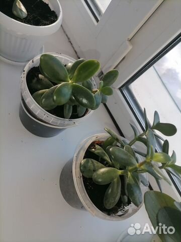 Продам цветы комнатные