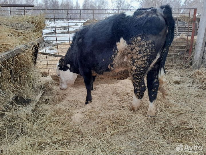 Быки и телки