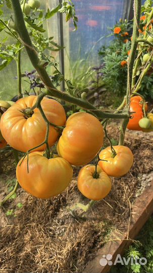 Семена коллекционных сортов томатов