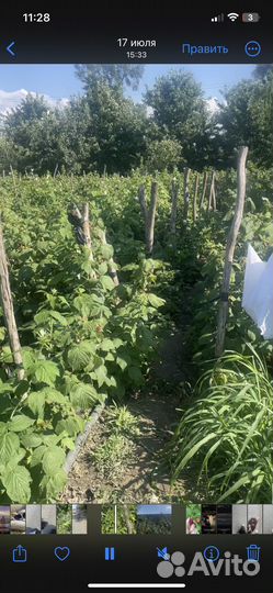 Рассада малины