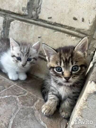 Котята