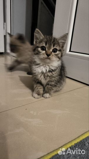 Отдам кошку