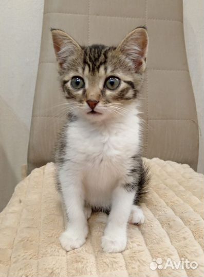 Котята в добрые руки приучены к лотку