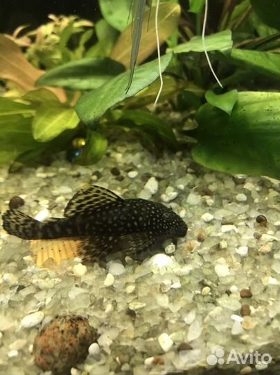 Обмен Анциструс и меченосец