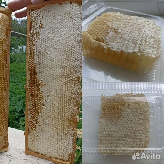 Сотовый мёд Майский 2024г