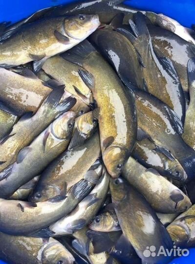 Живая Рыба В Пруд Малёк Линь Амур Лобик Карп Вьюн