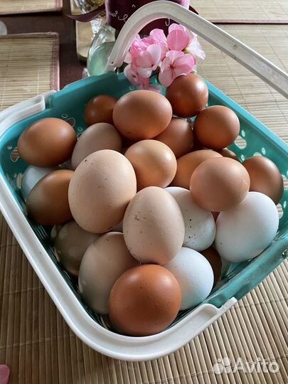 Домашние куриные яйца